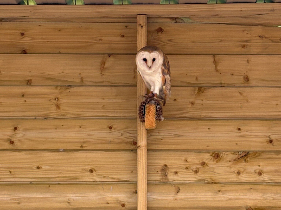 Kingdom Falconry - Dingle-丁格尔必去景点
