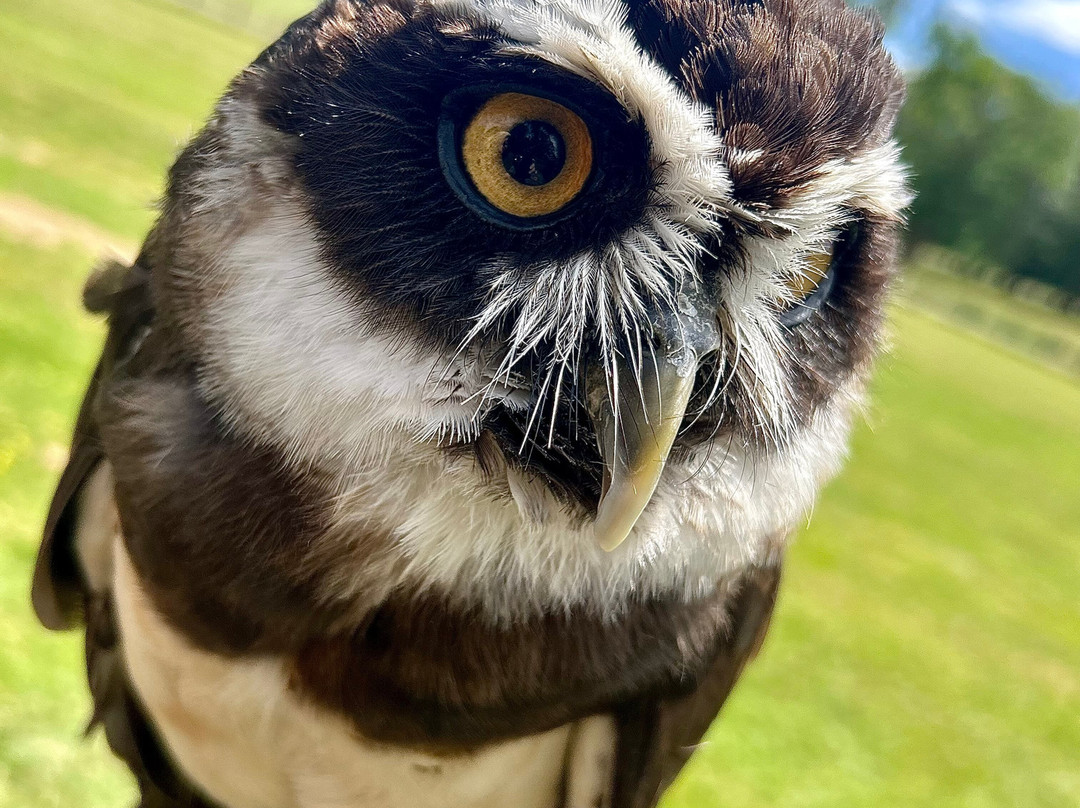 Surrey Hills Falconry-Ockley必去景点