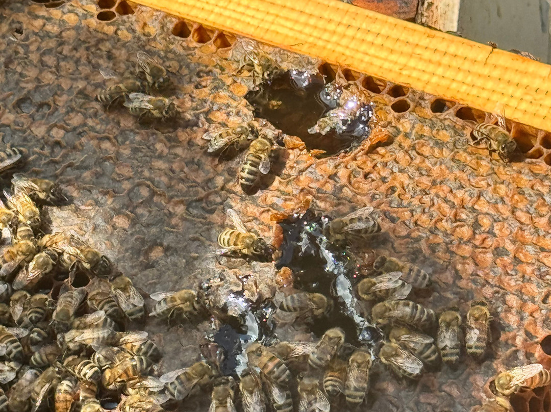 Melipap Apiary-Polemarchi必去景点