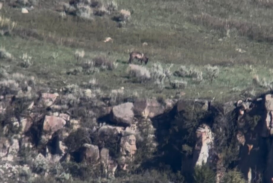Lamar Valley Touring-加德纳必去景点
