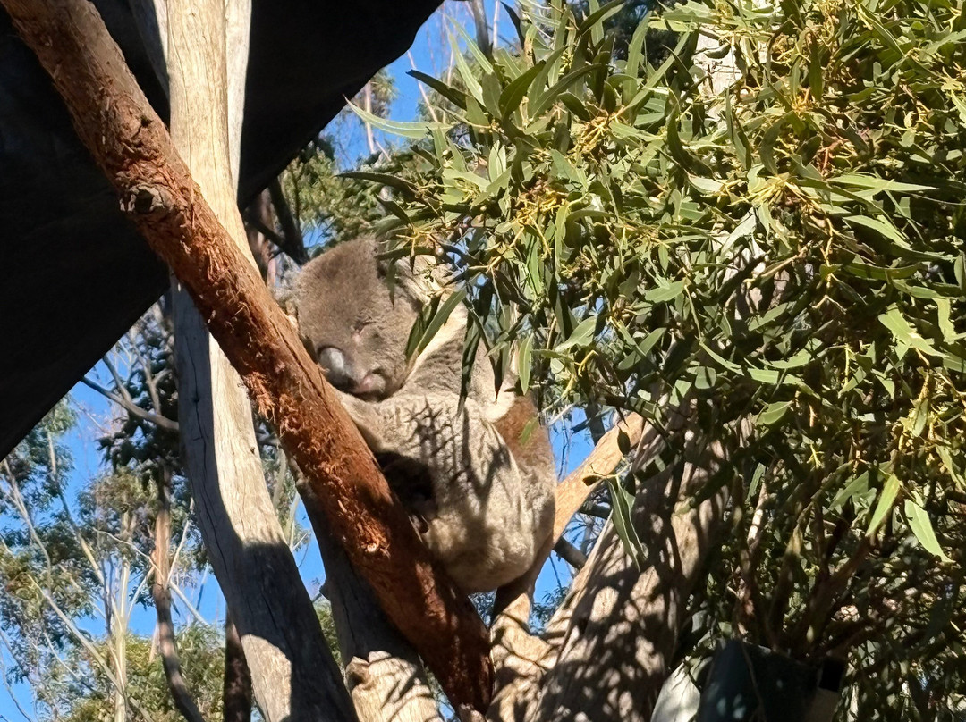 Softfoot Farm & Wildlife Park-Hindmarsh Valley必去景点