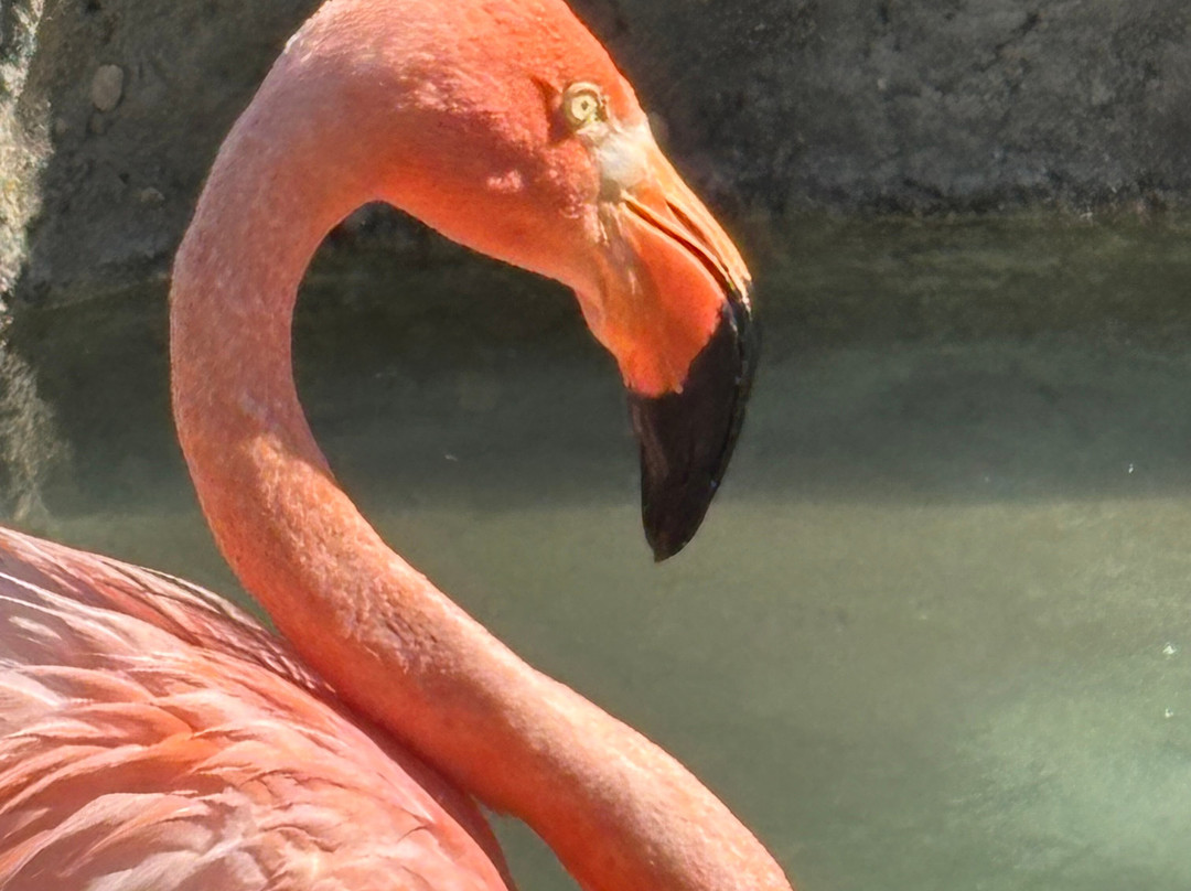 Denver Zoo-丹佛必去景点