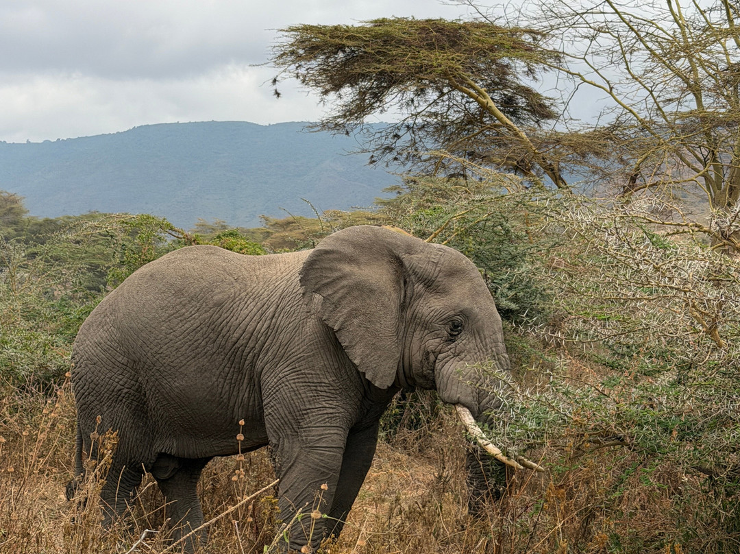 BADGER ADVENTURES TOURS & SAFARI-Arusha Chini必去景点