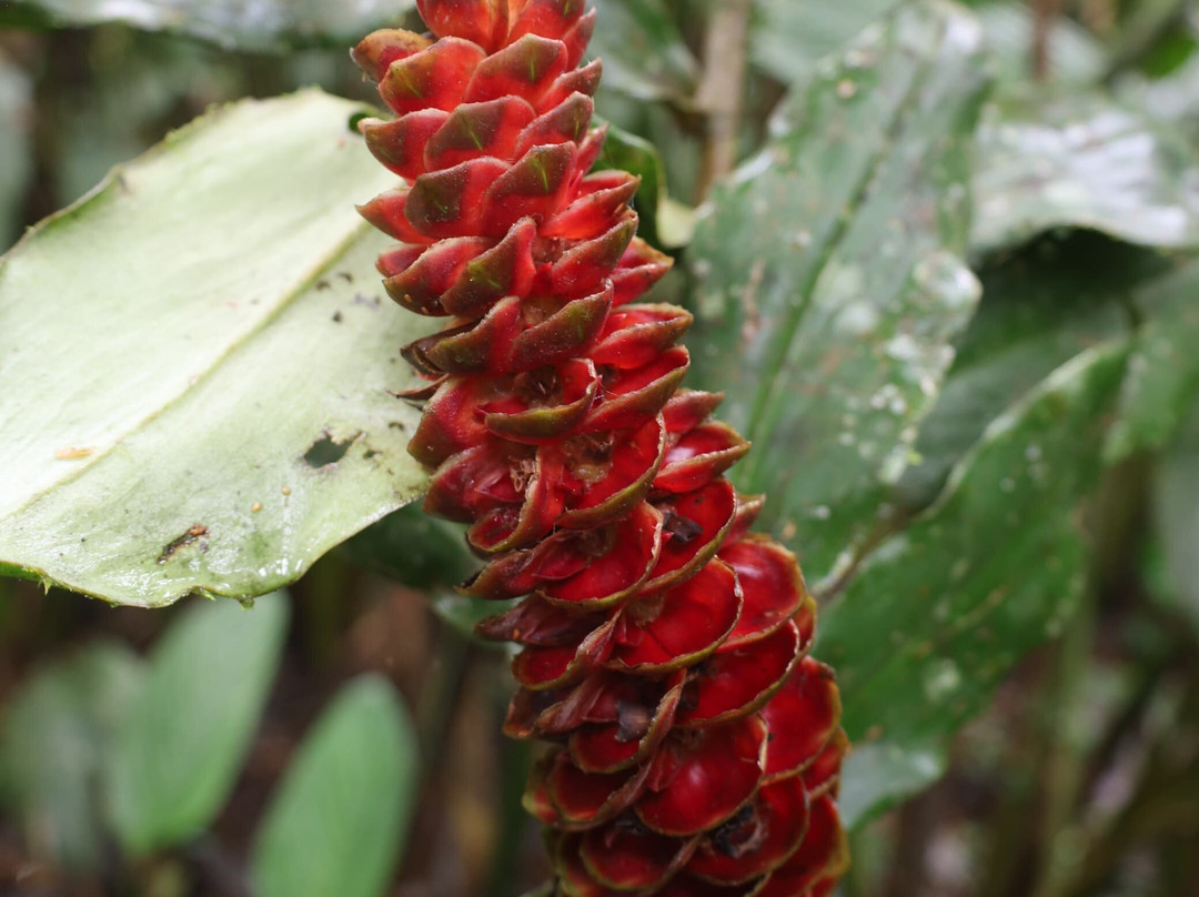 Selva Verde Tours-Misahualli必去景点