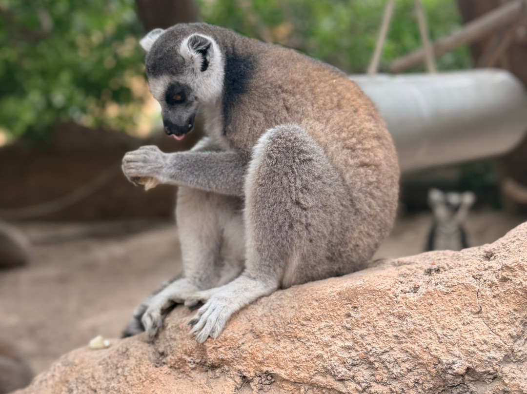 Rio Safari Elche-埃尔切必去景点