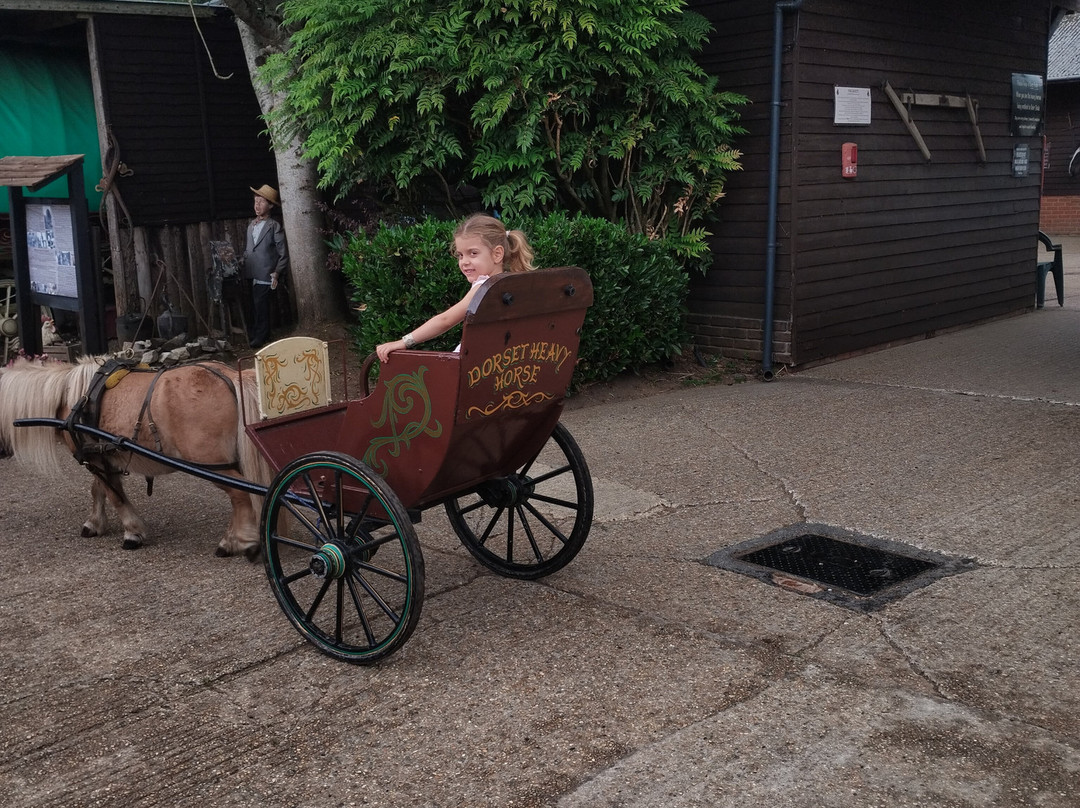 Dorset Heavy Horse Farm Park-Verwood必去景点