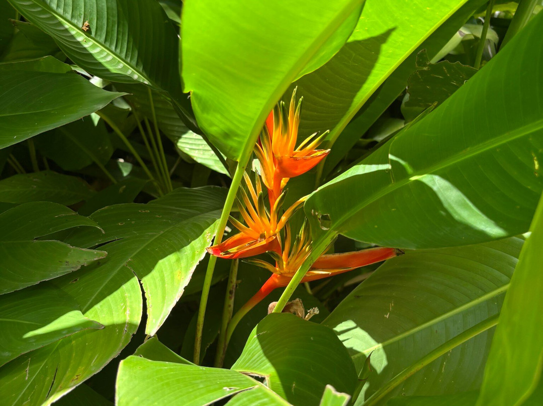 Jardin Botanique de Deshaies-Deshaies必去景点