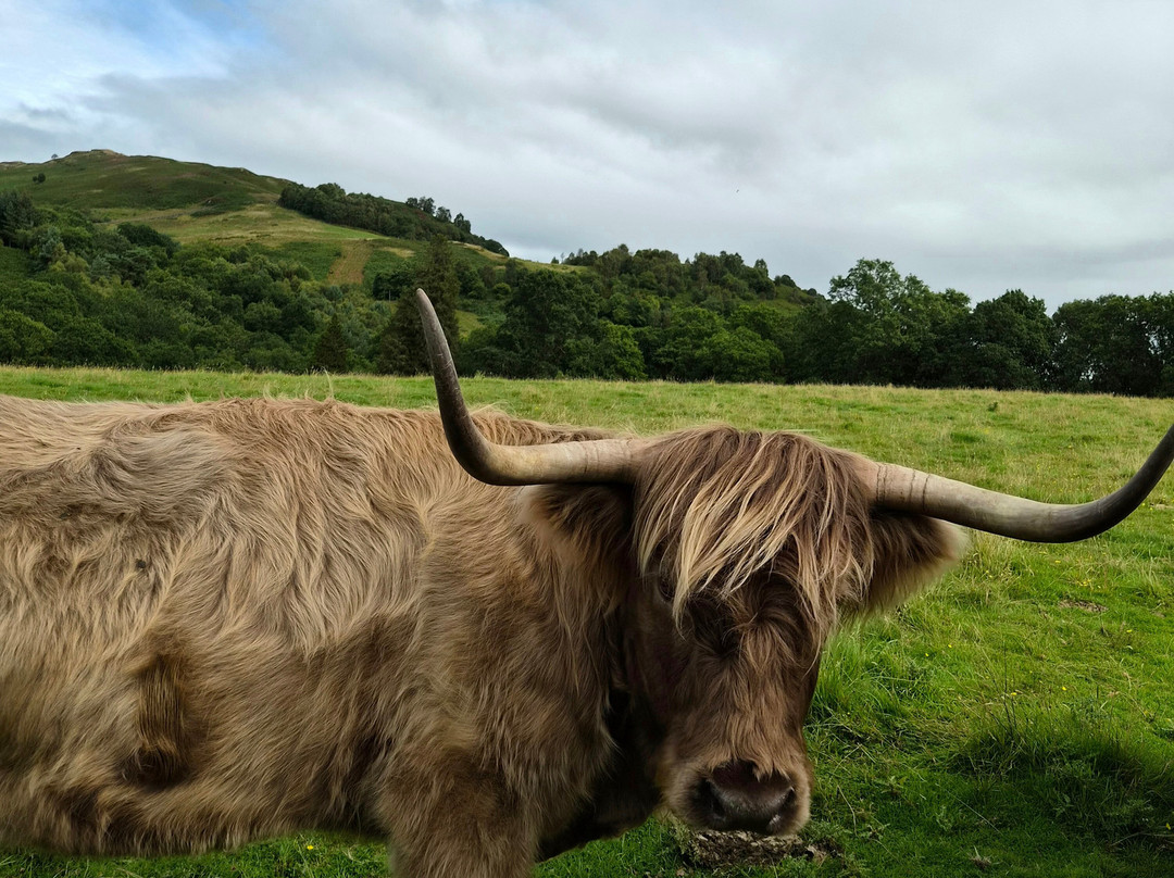 Nether Glenny Farm - Coos and Views-斯特灵必去景点