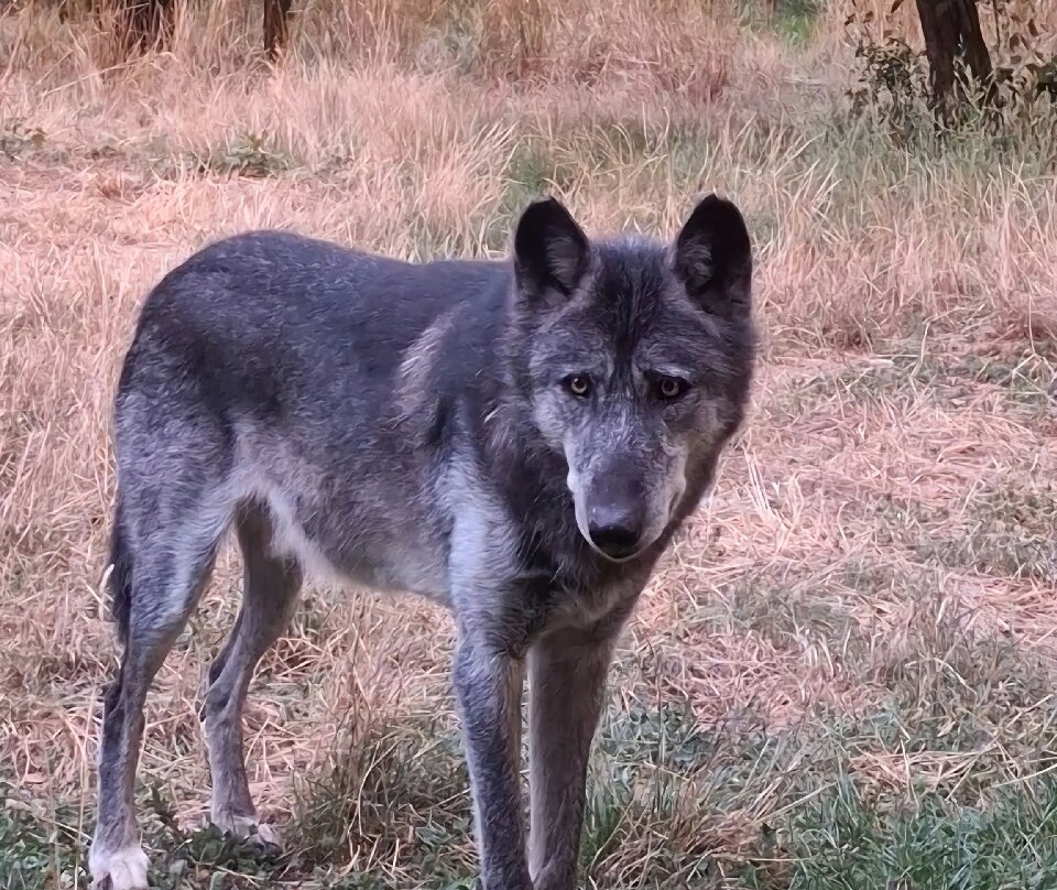Parc Animalier De Sainte-croix-Rhodes必去景点