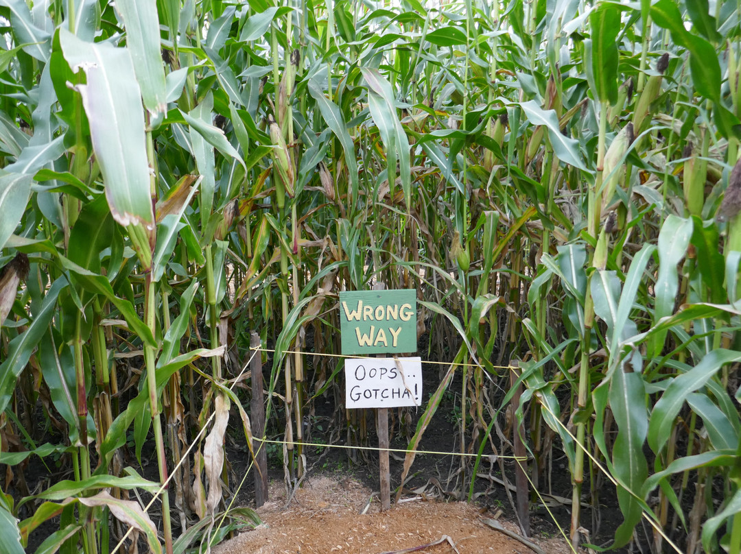 Ellijay Corn Maze-Ellijay必去景点