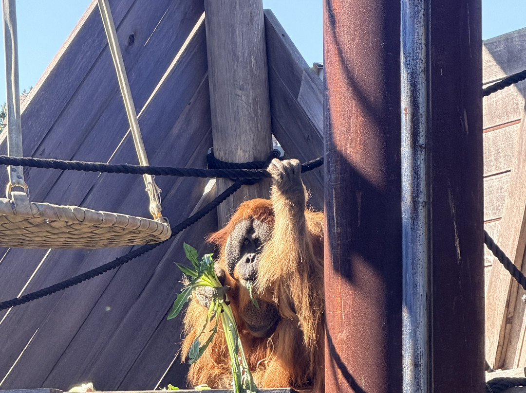 Sydney Zoo-布莱克敦必去景点