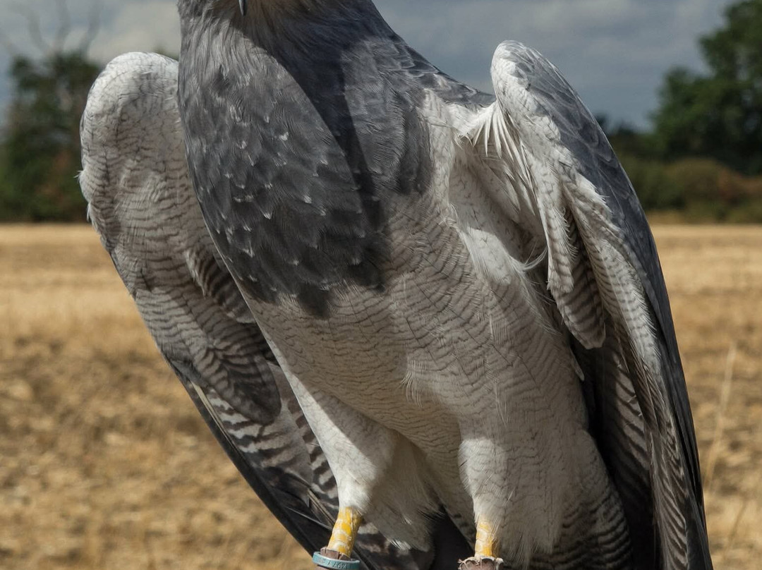 Birds of Prey Centre-Wilstead必去景点