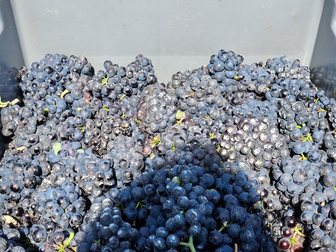 Biddenden Vineyards-Biddenden必去景点