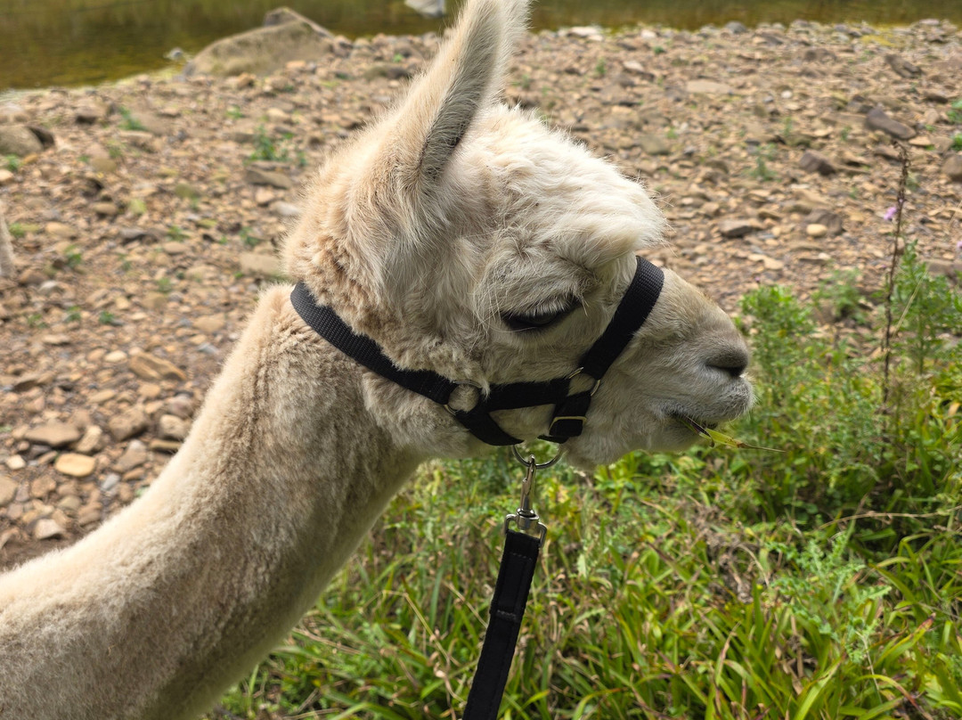 Teesdale Alpacas (Open by Appointment Only)-Barnard Castle必去景点