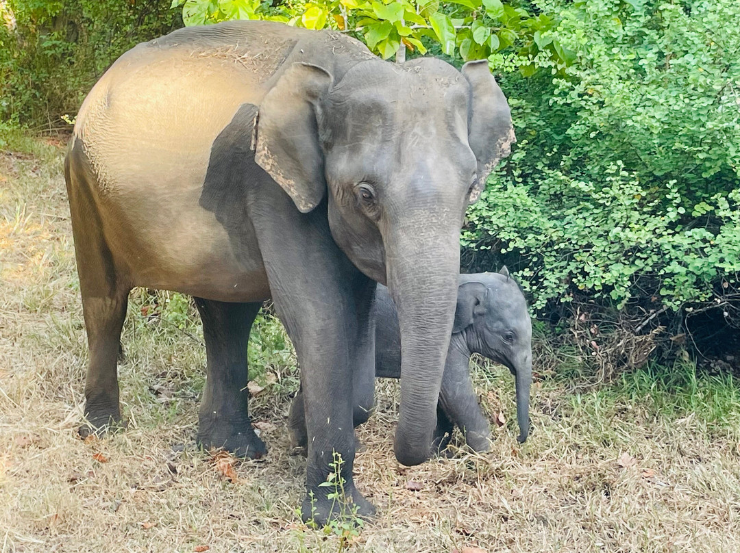 Sri Lanka Peter Tours-阿杭玛必去景点