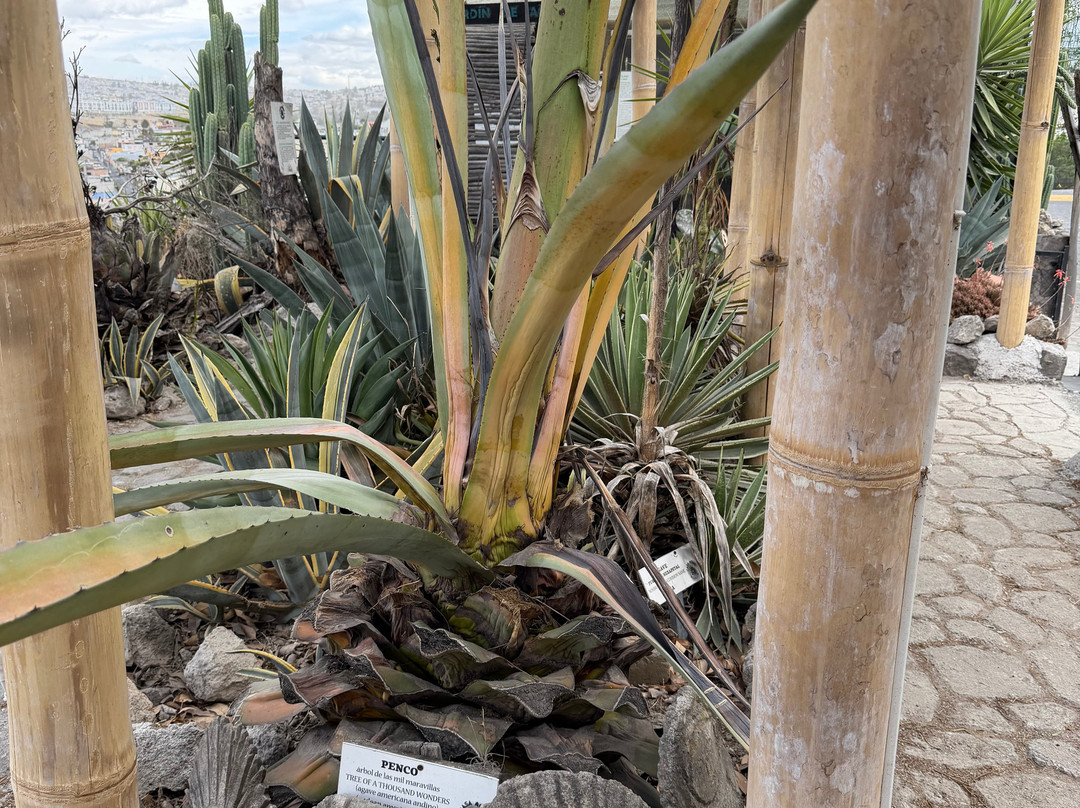 Agave Spirit-Pomasqui必去景点