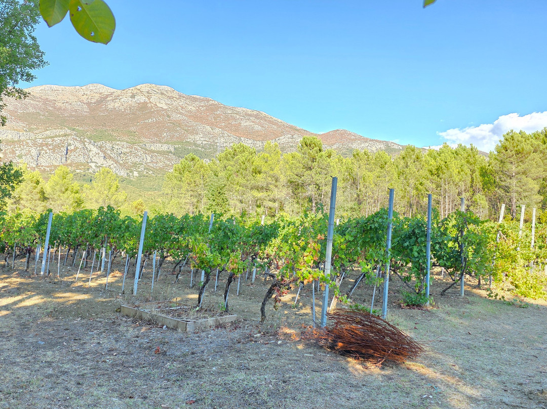 Winery Botaro-杜布罗夫尼克必去景点