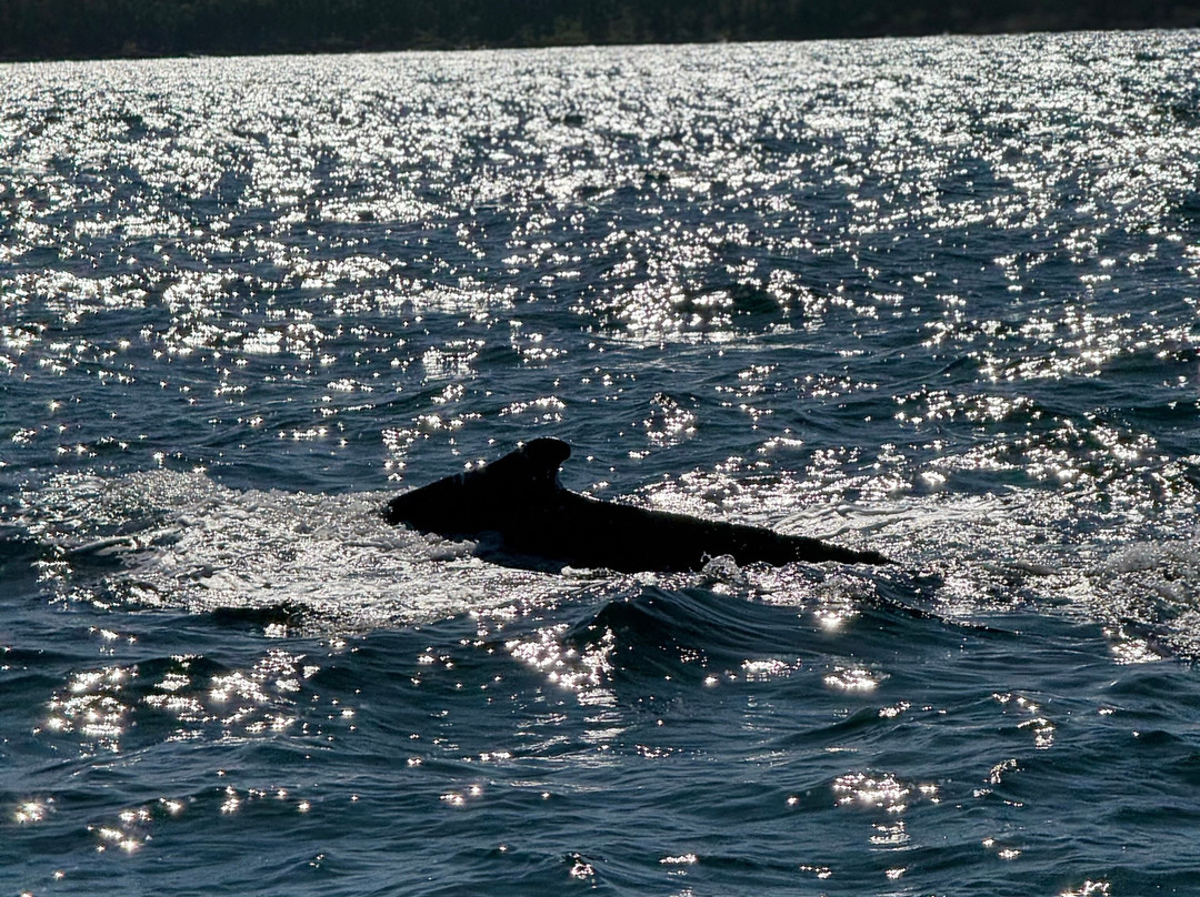 Adventure Bay Whale Watch Co.-Tiverton必去景点