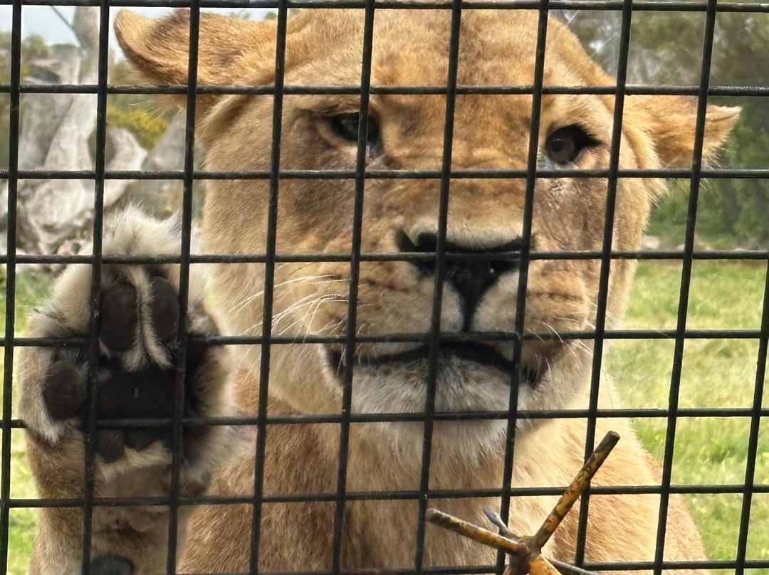 Monarto Safari Park-Monarto必去景点