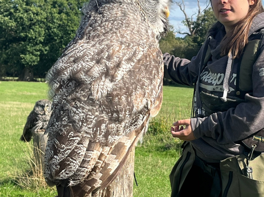 UK Owl And Raptor Centre-Groombridge必去景点