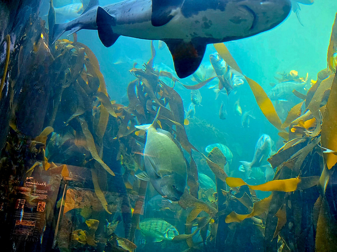 Two Oceans Aquarium-开普敦中心区必去景点