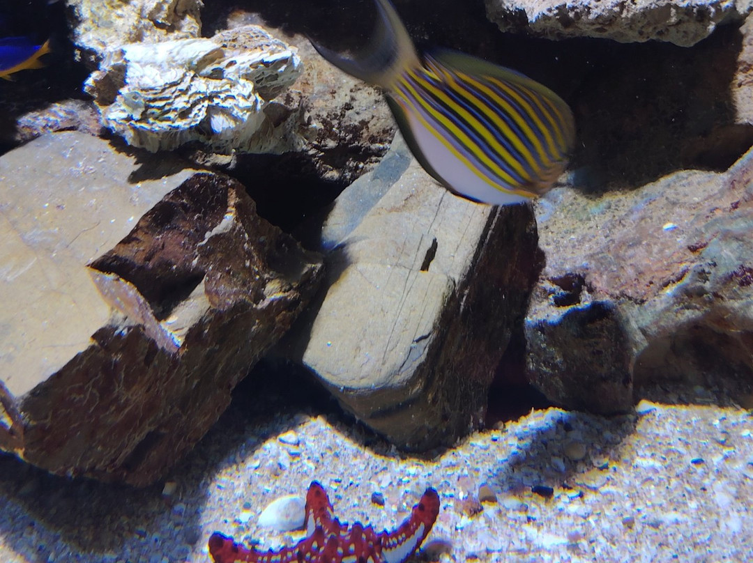 Grand Aquarium-圣马洛必去景点