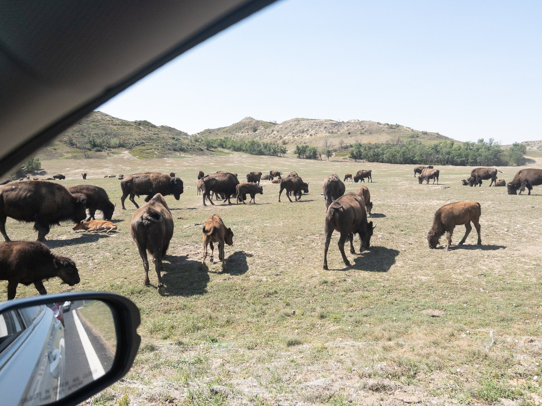 Theodore Roosevelt National Park-Medora必去景点
