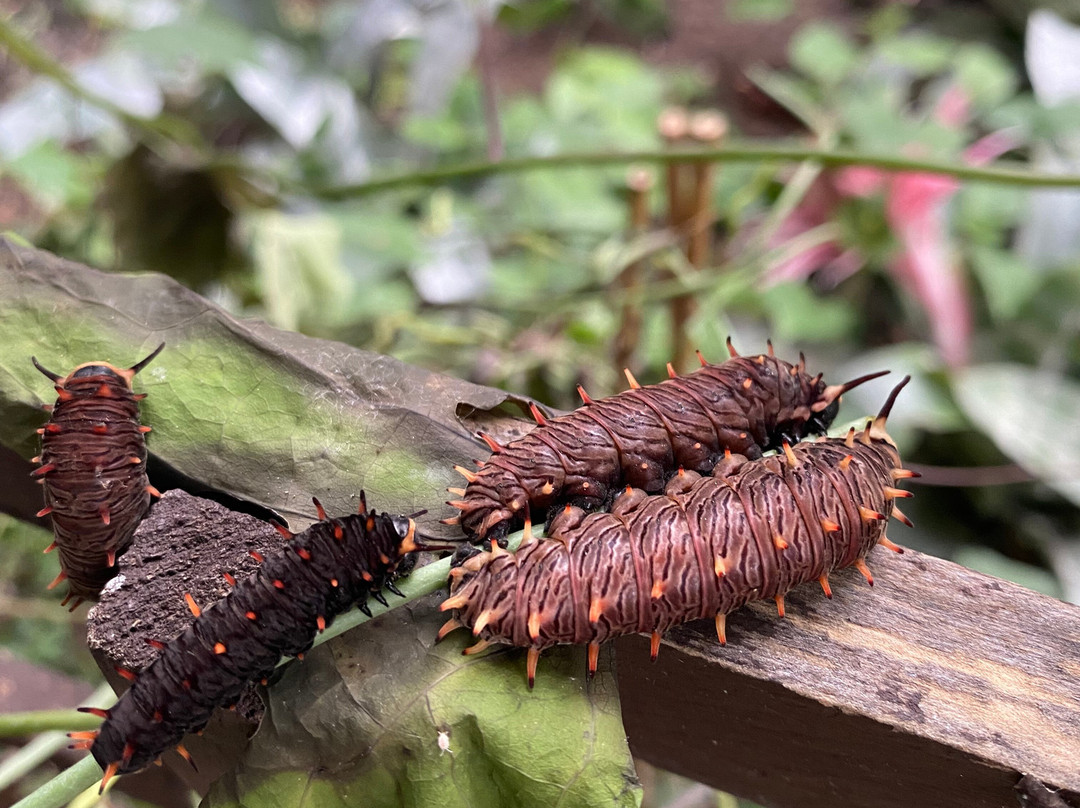Butterfly World and Fountain World-Wootton必去景点