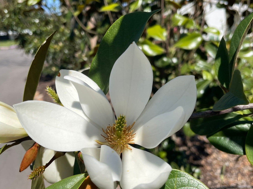 Horsham Botanical Gardens-霍舌姆必去景点