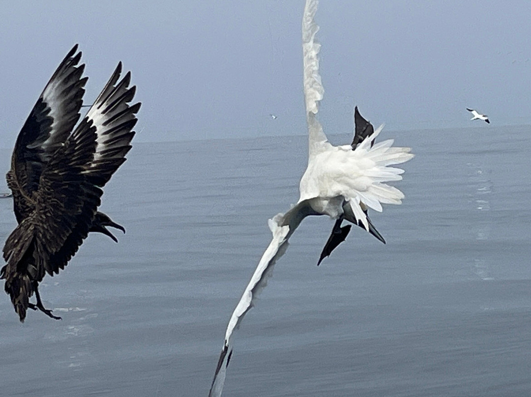 Seabirds and Seals - The Original Noss Boat Tours-Lerwick必去景点