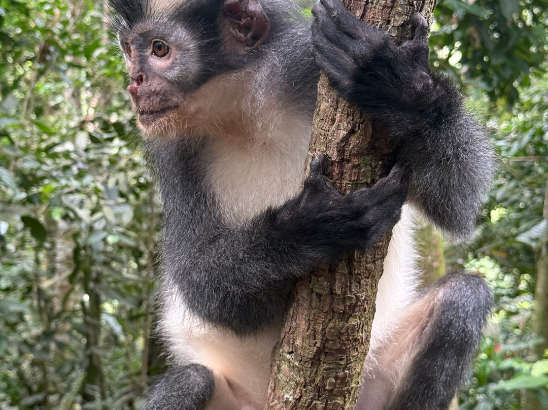 Sumatra Tour Adventures-武吉拉旺必去景点