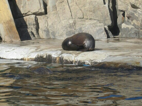 舒城县旅游景点-合肥汉海极地海洋世界