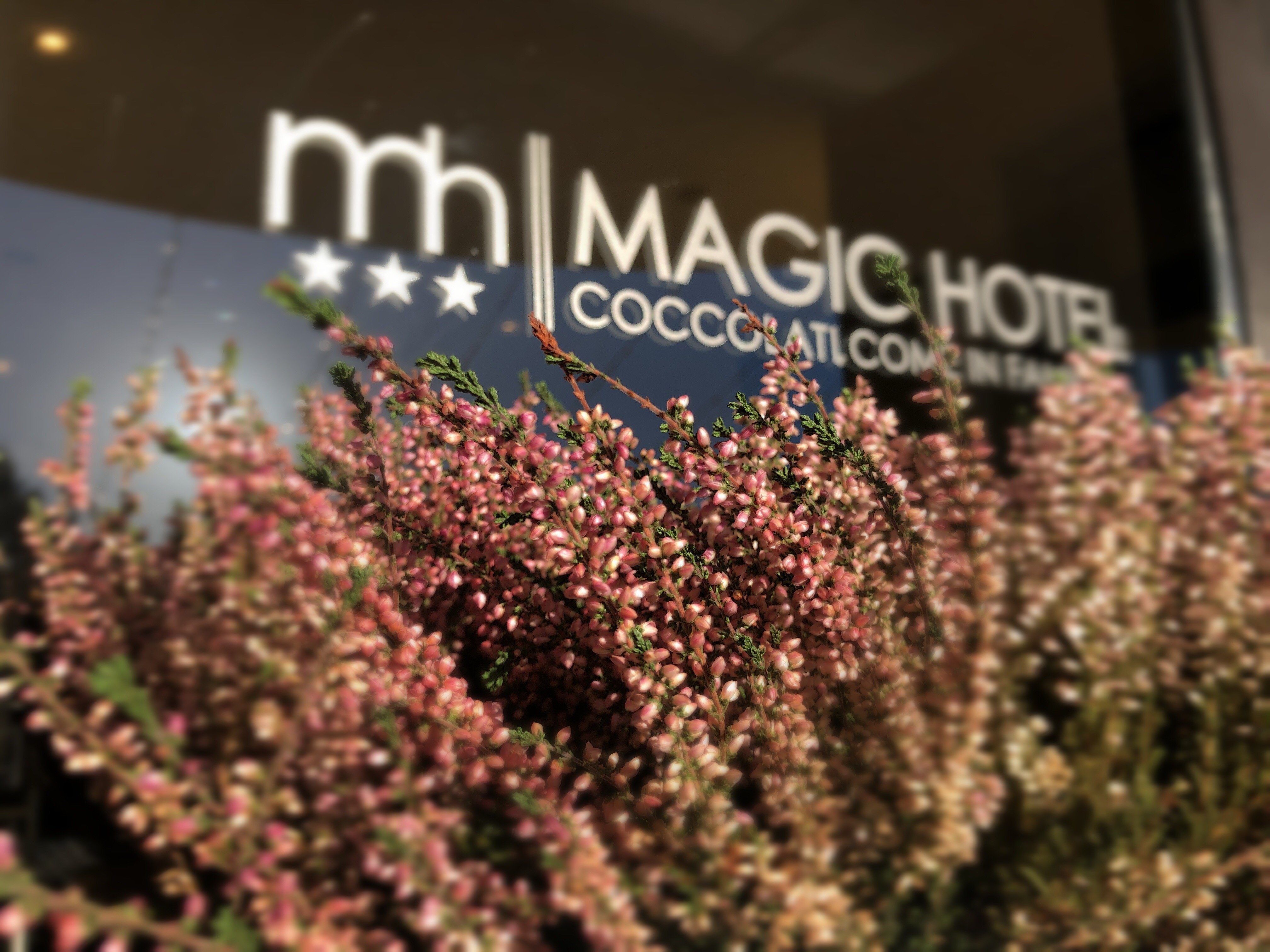 Magic Hotel-官方