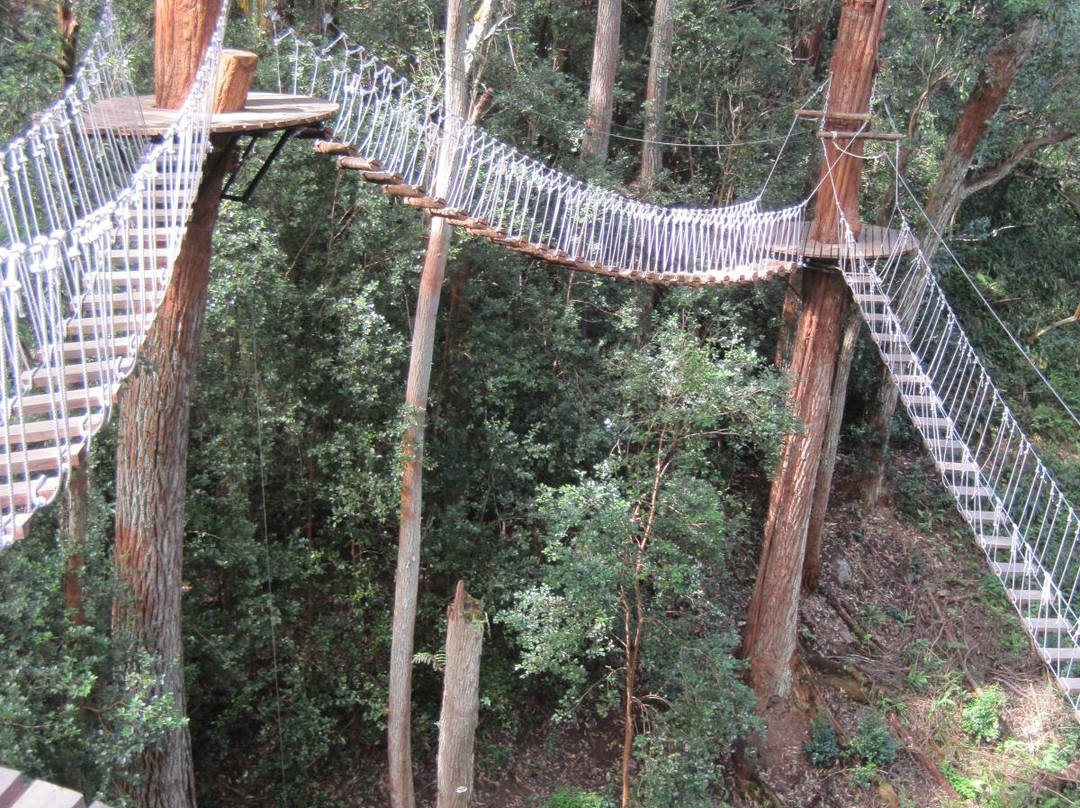 Kohala Zipline-哈威必去景点