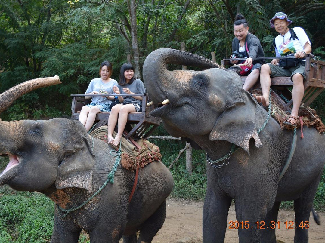 湄登大象训练营景点图片