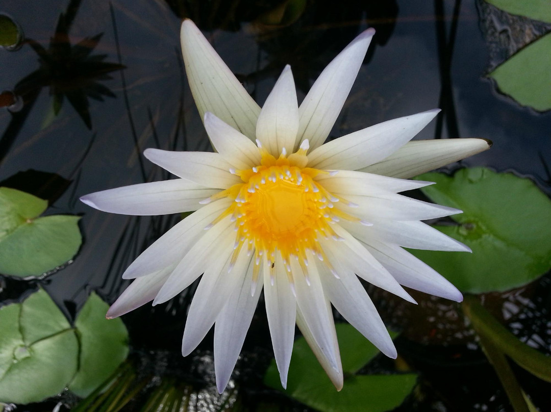 Garden Ponds Kauai-基拉韦厄必去景点