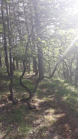 La Maison des Bois主图