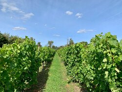 Shawsgate Vineyard-Framlingham必去景点