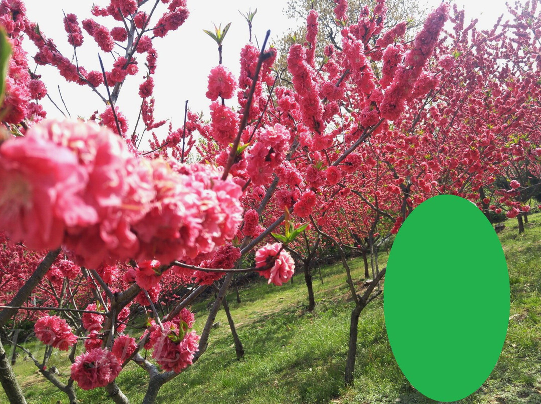 Seongsusan Park-富川市必去景点