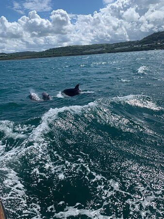 SeaMor Dolphin Watching Boat Trip景点图片