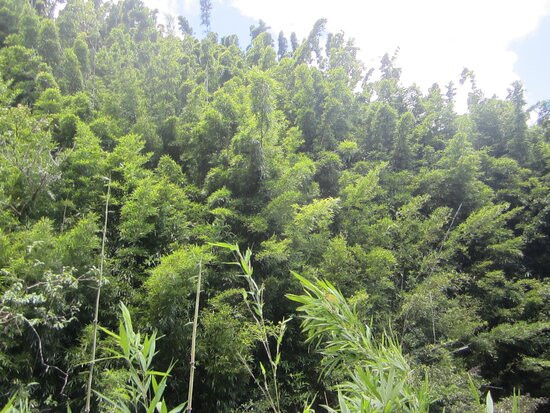 竹林-毛伊岛必去景点