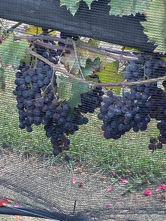 Blue Cork Winery and Vineyard景点图片
