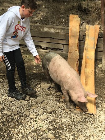 Pigs In The Wood景点图片