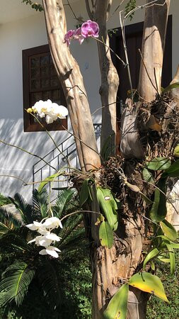 Divina Pousada主图