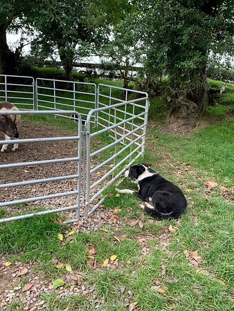 Irish Working Sheepdogs景点图片