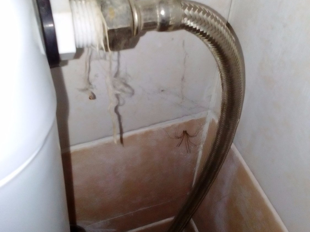 Pierion Musses主图