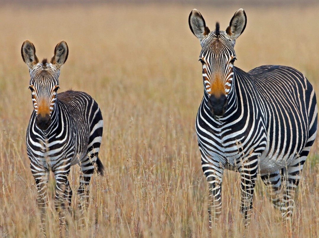 Smile With Us Tours In Africa