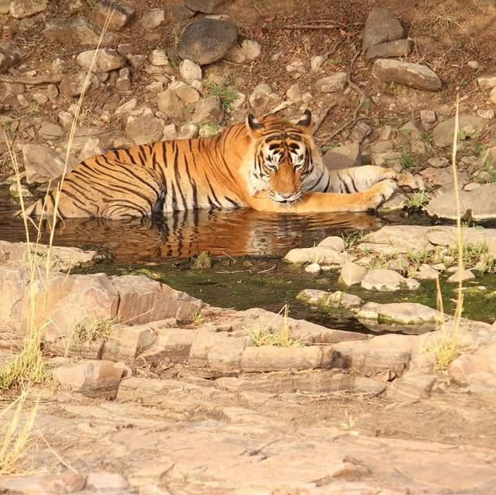 Kalka Tours & Travels