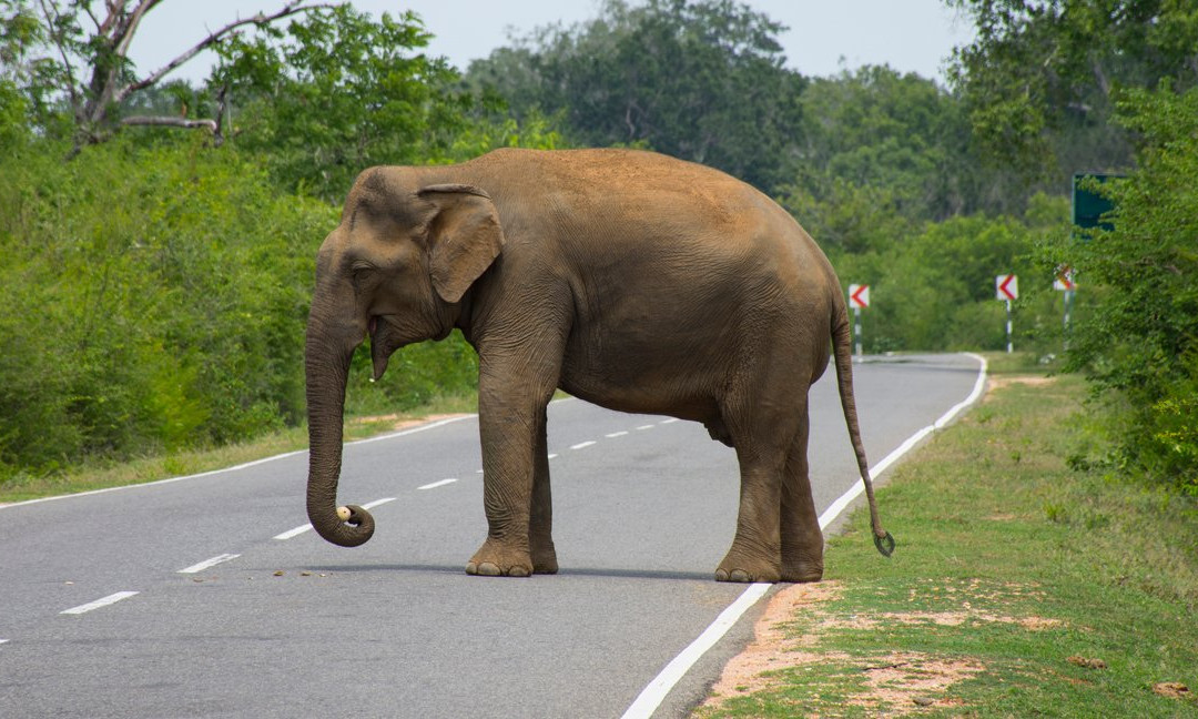 赛杜瓦旅游攻略图片