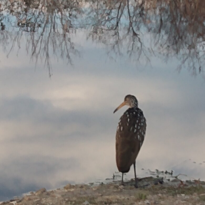 Airboats and Alligators at Lake Trafford Marina-Immokalee必去景点